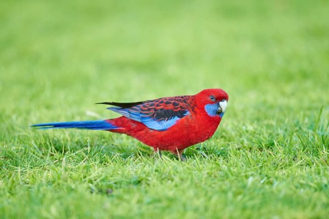 Crimson rosella (Platycercus elegans) on a meadow