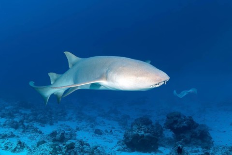 Tawny nurse shark (Nebrius ferrugineus)