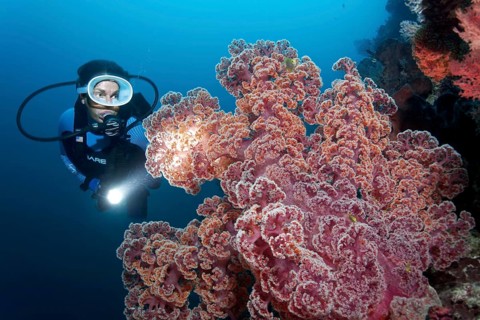 Diver with Lamp viewed large soft coral (Dendronephthya mucronata)