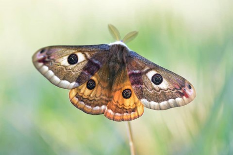 Small emperor moth (Saturnia pavonia)