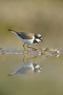 Little ringed plover (Charadrius dubius) searching for food in the silt of an abandoned gravel pit