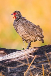 Swainson's spurfowl (Francolinus swainsonii)