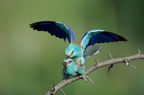 European rollers (Coracias garrulus)