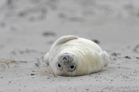 Grey seal (Halichoerus grypus)