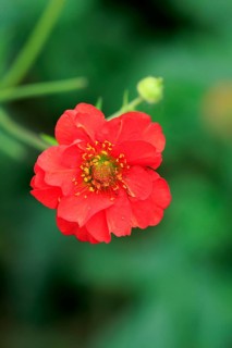 Scarlet Avens (Geum coccineum)