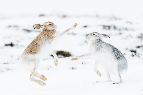 Mountain hares (Lepus timidus) boxing in the snow