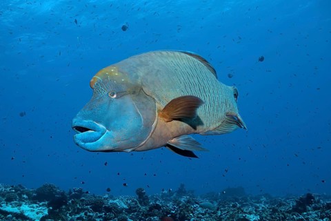 Humphead Wrasse (Cheilinus undulatus) floats over coral reef
