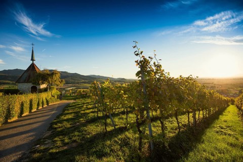 Olbergkapelle between vineyards