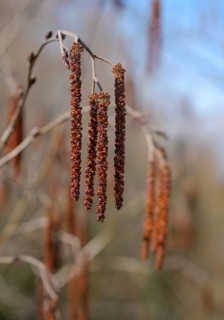 Inflorescence of Gray alder (Alnus incana)