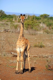 Southern giraffe (Giraffa camelopardalis giraffa)