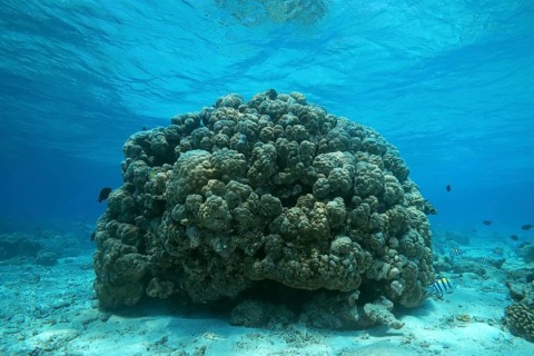 Massive Lobe Coral (Porites lobata)
