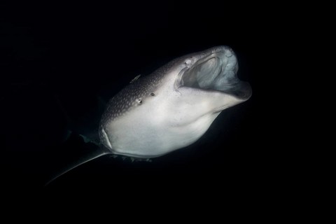 Animal portrait of the Whale Shark (Rhincodon typus) with open mouth