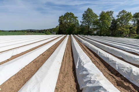 Foil covered asparagus field