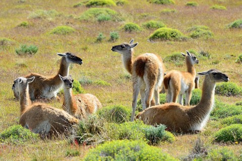 Herd Guanacos (Lama guanicoe)