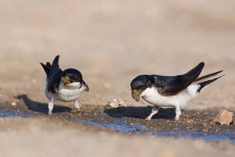 Common house martins (Delichon urbicum)
