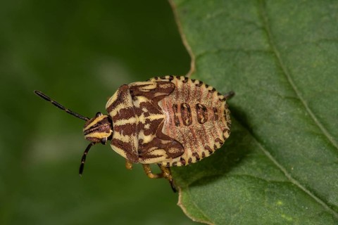 Carpocoris purpureipennis (Carpocoris purpureipennis)