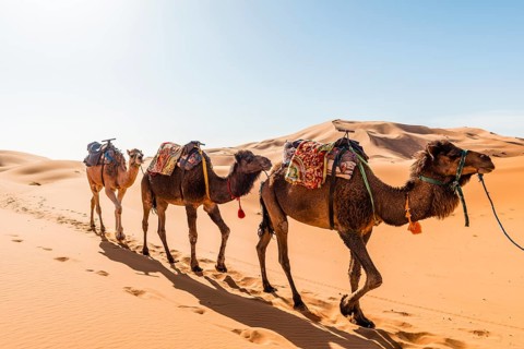 Three Dromedaries (Camelus dromedarius)