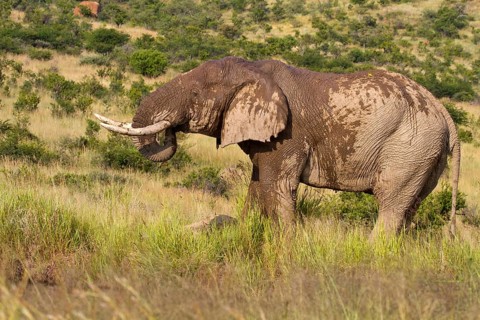 African elephant (Loxodonta africana)