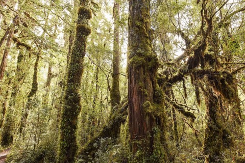 Fitzroya (Fitzroya cupressoides) overgrown with moss and lichen