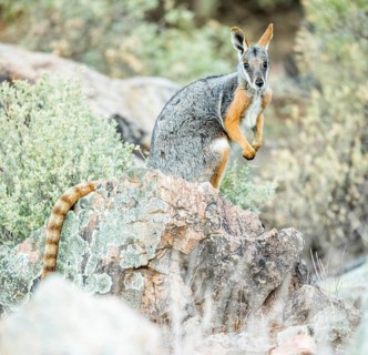 Yellow-footed rock-wallaby (Petrogale xanthopus)
