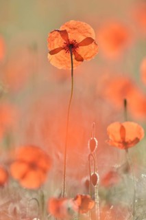 Sand poppy (Papaver argemone)