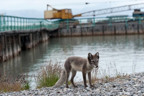 Young Arctic fox (Vulpes lagopus) at former port of loading