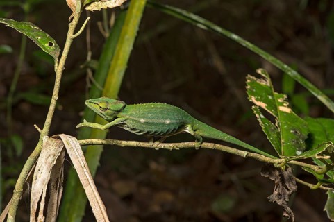 Chameleon (Calumma gastrotaenia)