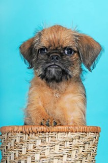 Brussels Griffon