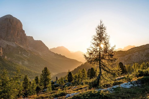 Larch in the morning sun in front of mountain panorama