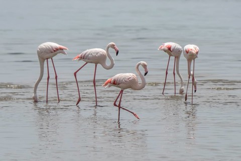 Greater flamingos (Phoenicopterus roseus) standing in shallow water