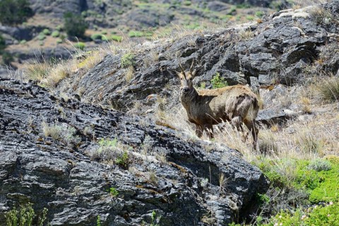 South Andean deer