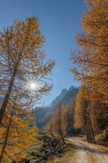 Autumnal Larches (Larix) with solar reflex