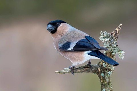 Eurasian bullfinch (Pyrrhula pyrrhula)
