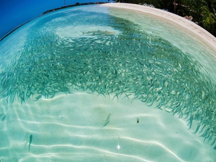 Fish swarm with sardines and hunting Blacktip reef shark (Carcharhinus melanopterus) in shallow water near the shore