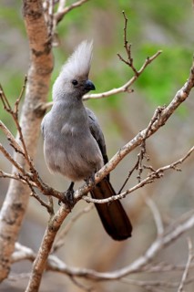 Grey Go-away-bird (Corythaixoides concolor)