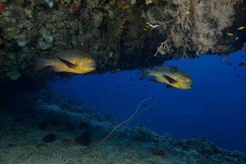 Two Midnight Snapper (Macolor macularis) swim in a cave