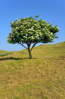 Elder (Sambucus nigra)