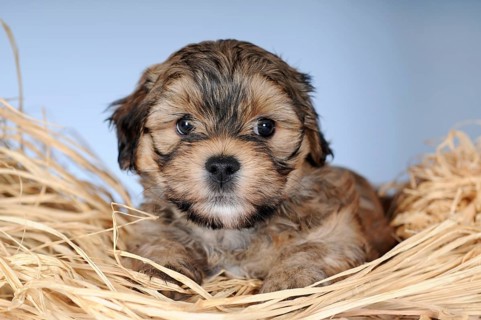 Havanese