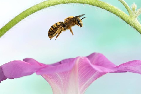 Sweat Bee (Halictus scabiosae)