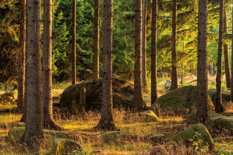 Spruce forest with rocks in the evening light