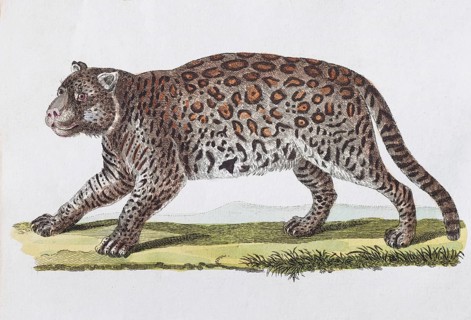 Jaguar (Felis onza. Linn.)