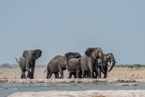 African elephants (Loxodonta africana)
