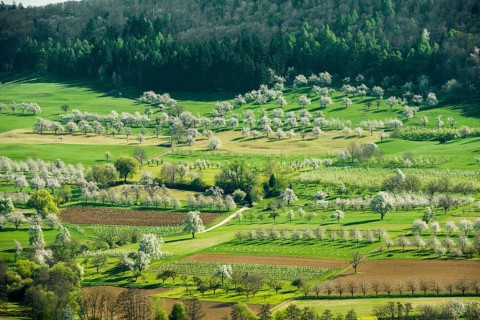 Flowering orchard meadows
