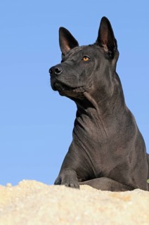 Thai Ridgeback