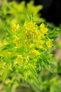 Marsh spurge (Euphorbia palustris)