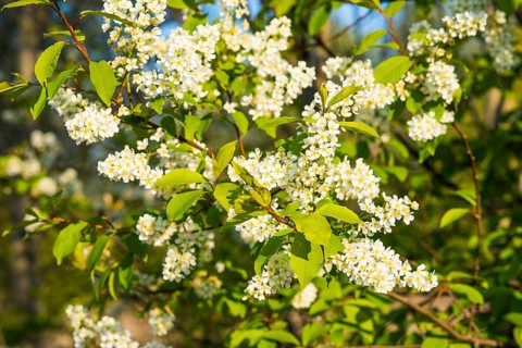 European Bird Cherry (Prunus padus)