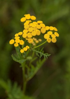 Tansy (Tanacetum vulgare)