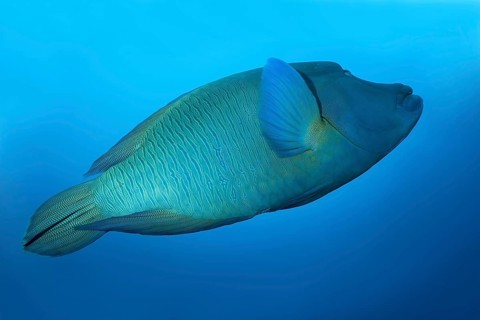 Humphead Wrasse or Napoleonfish (Cheilinus undulatus) swims in the blue water