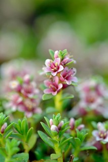 Sea milkwort (Glaux maritima)