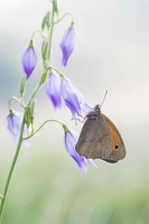 Ochsenauge Maniola jurtina) on Spreading Bellflower (Campanula patula)